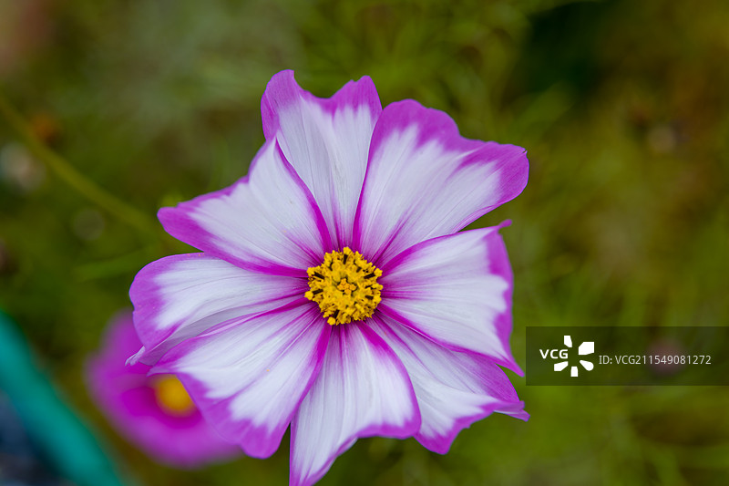 格桑花图片素材