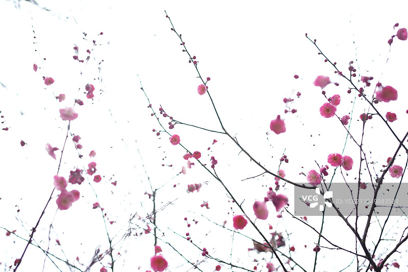 贵州遵义梅花盛开图片素材