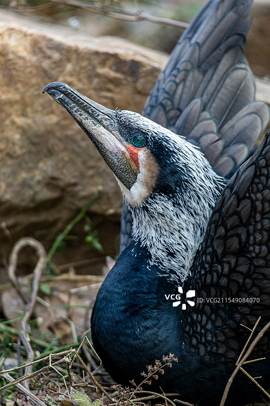 南京红山动物园求偶中鸬鹚特写图片素材