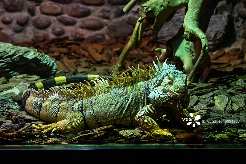 爬行的蜥蜴图片素材