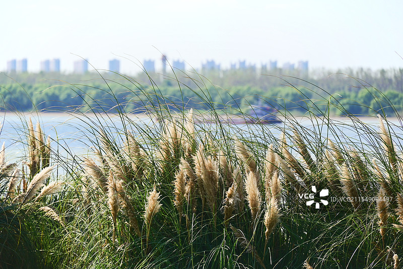 长江南京段芦苇丛图片素材