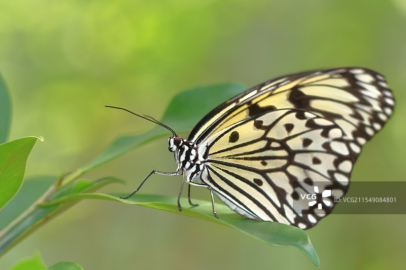 蝴蝶在叶子上的特写镜头图片素材