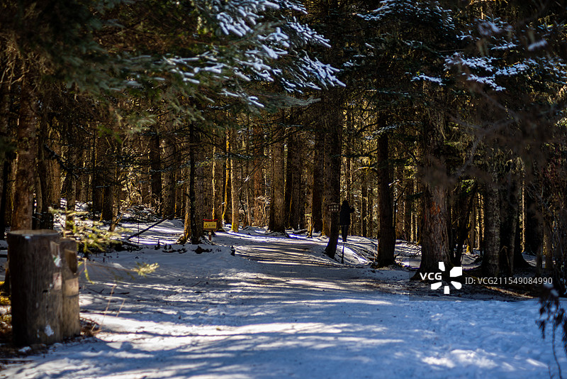 西藏林芝新措雪后的原始森林图片素材