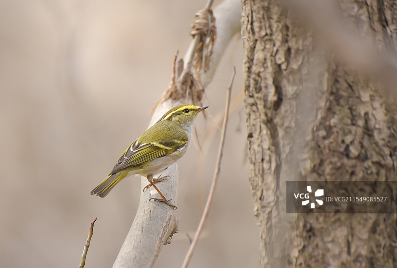 树林中的黄腰柳莺图片素材