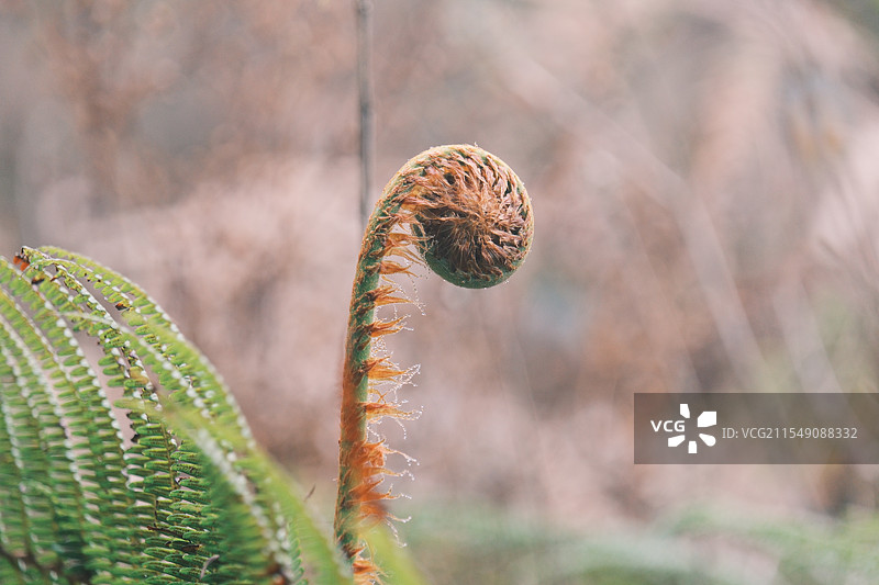 云南高黎贡山自然公园野生蕨菜图片素材