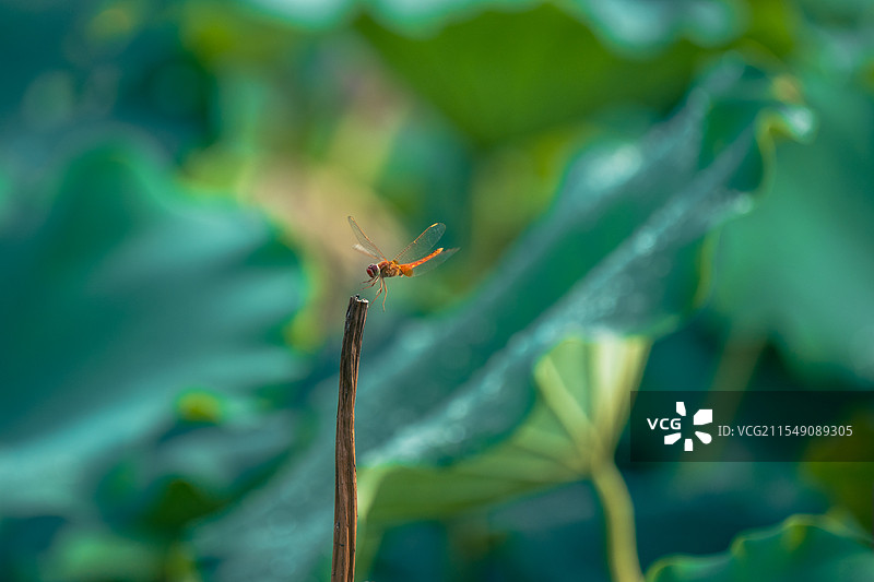 雨后 池塘 藕塘 荷叶上 红色 蜻蜓图片素材
