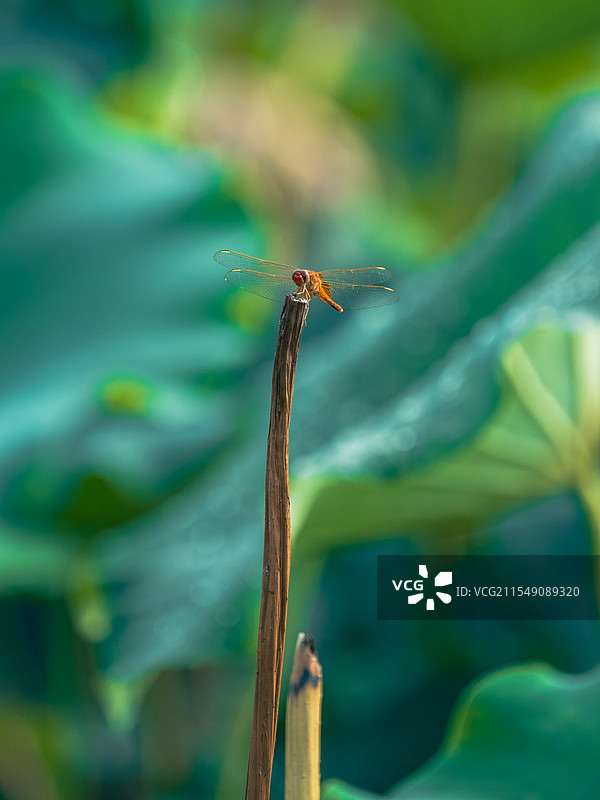 雨后 池塘 藕塘 荷叶上 红色 蜻蜓图片素材