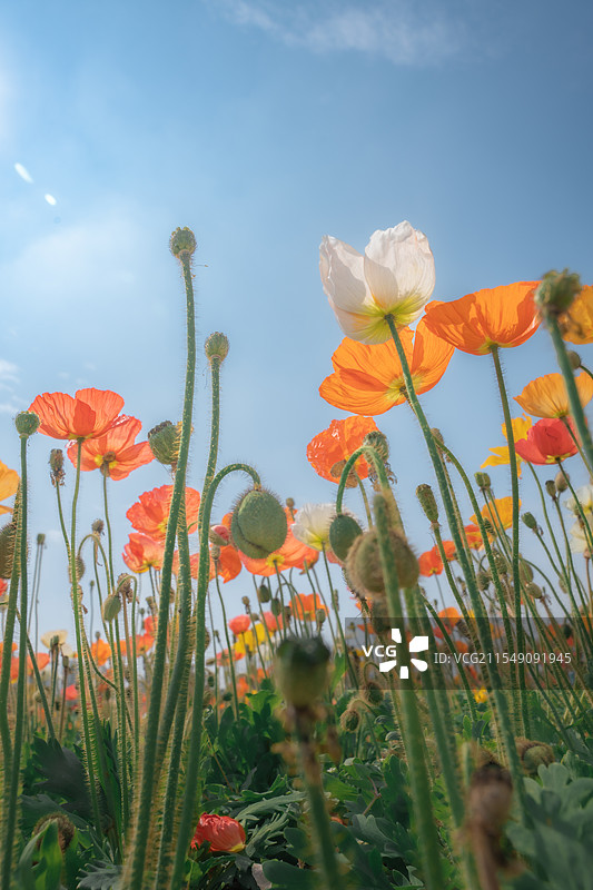 虞美人图片素材