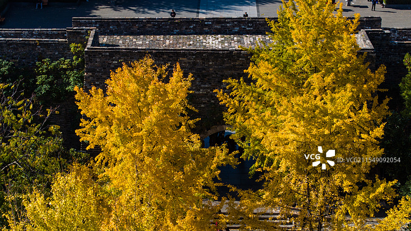 南京汉西门石城门明城墙公园银杏秋景图片素材
