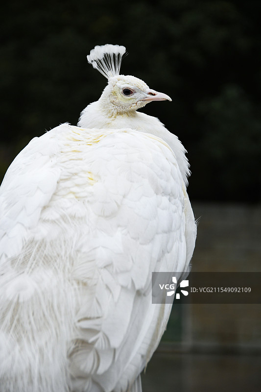 白孔雀图片素材