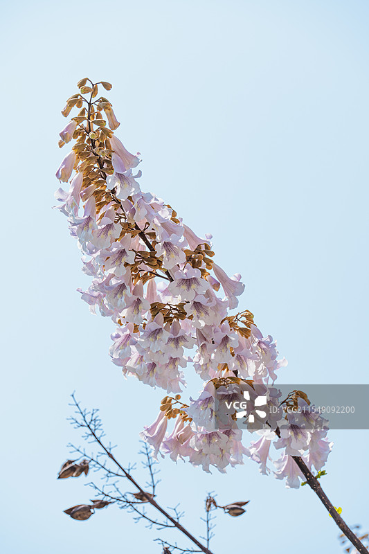 泡桐花图片素材