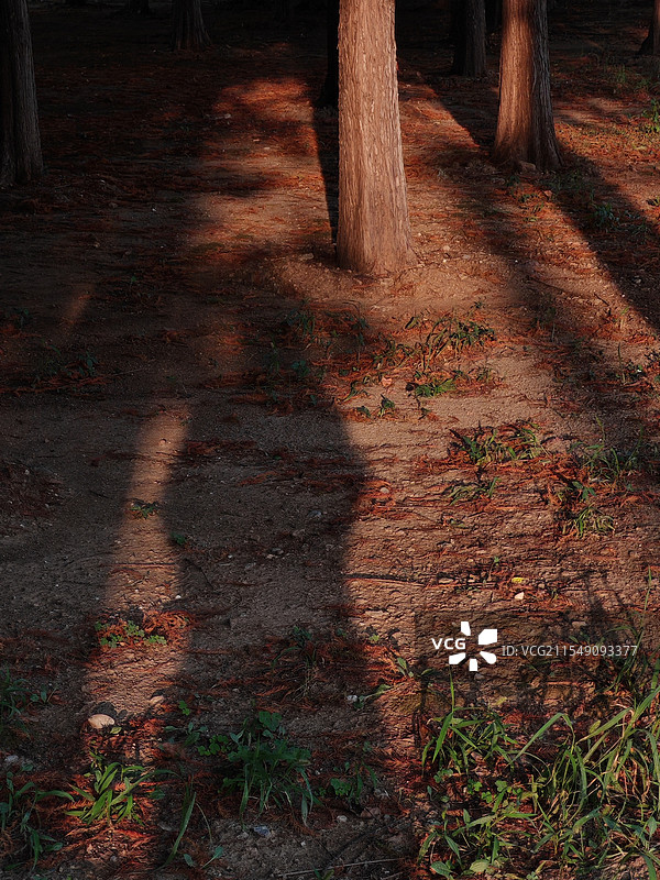 秋天日落下的的树林图片素材