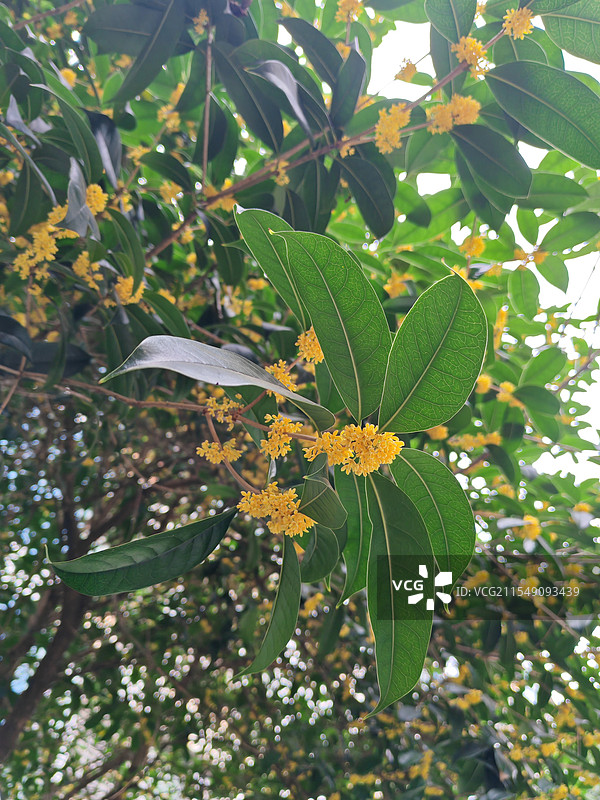 桂花特写图片素材