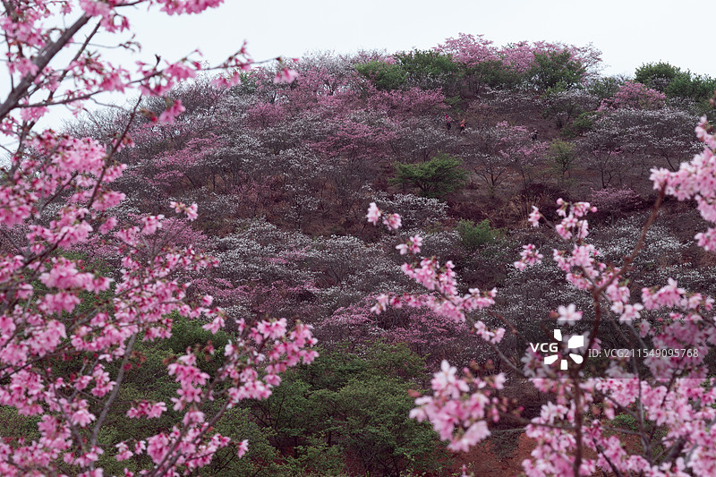 韶关樱花谷图片素材
