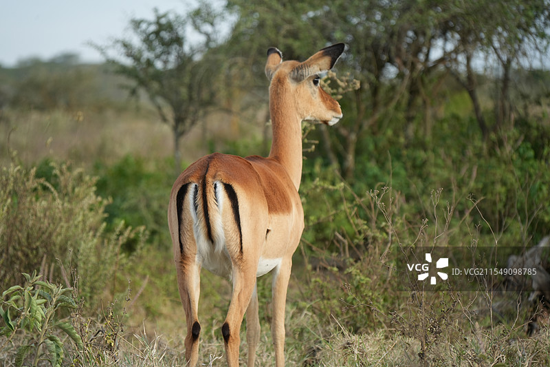 纳库鲁国家公园 Nakuru National Park图片素材
