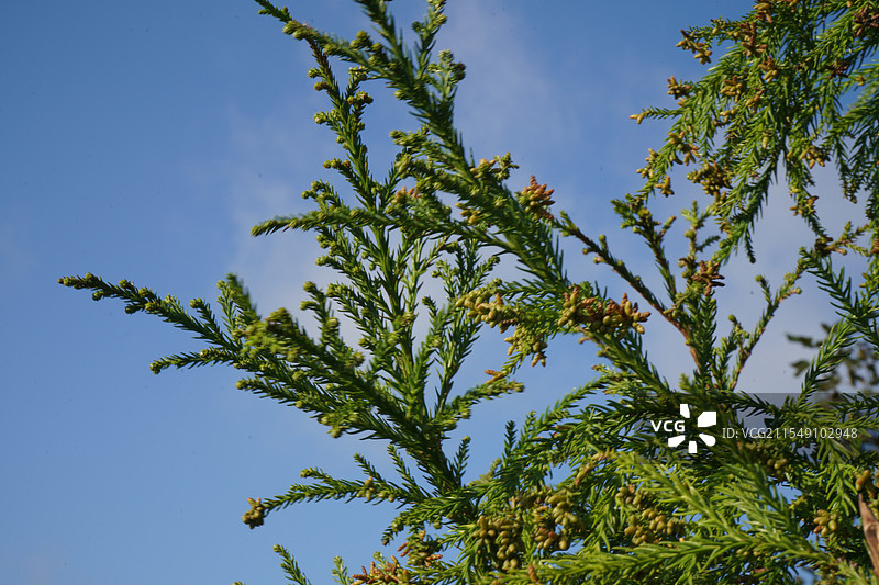 福州鼓岭柳杉王公园春天柳杉图片素材