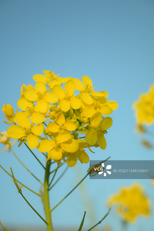 江西吉安遂川县枚江镇油菜花盛开图片素材