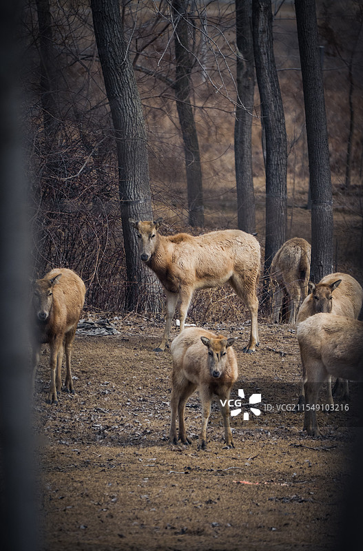 林深时见鹿图片素材