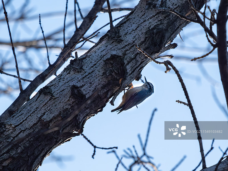 奥森南园的啄木鸟图片素材