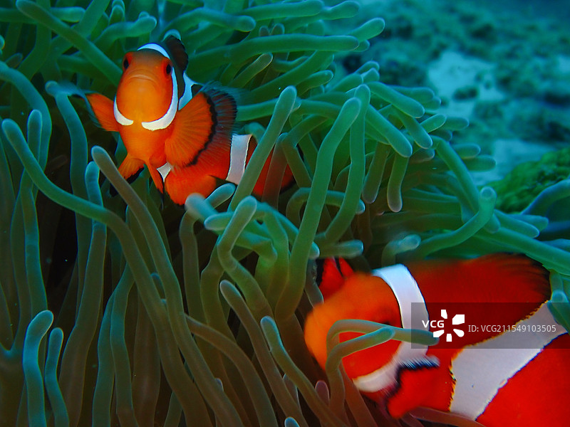 公子小丑鱼图片素材