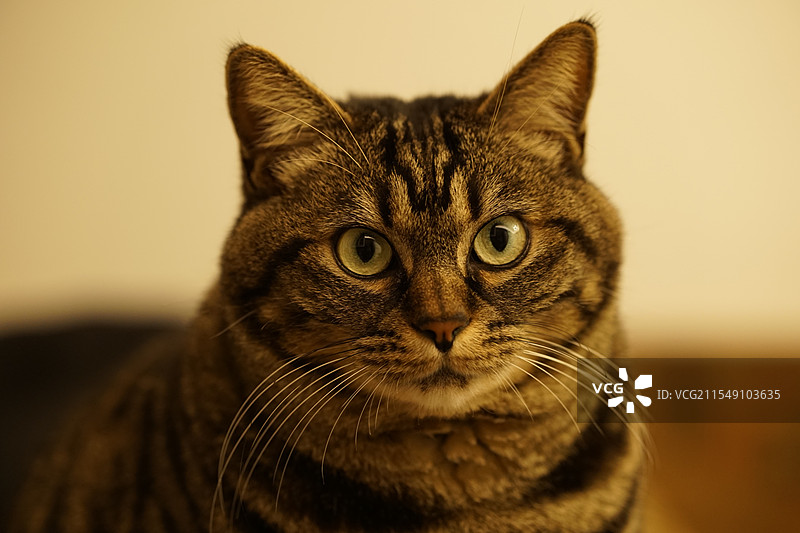 家猫狸花猫图片素材