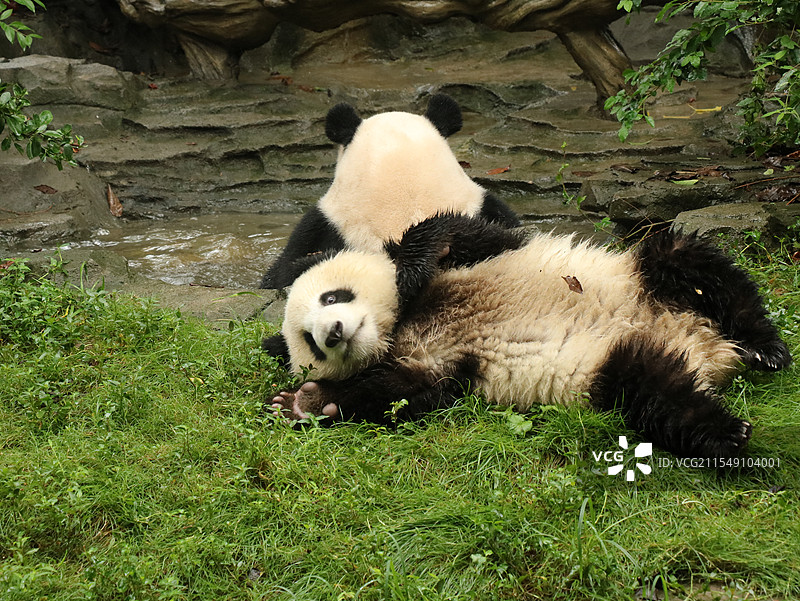 大熊猫图片素材