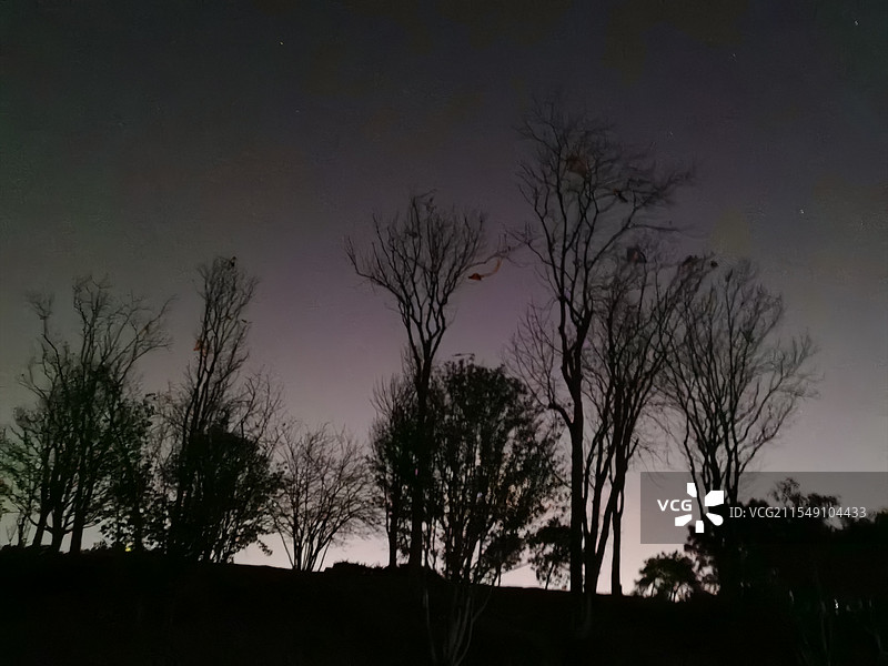 黎明星空下的树木图片素材