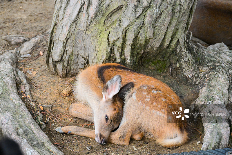 日本奈良公园鹿图片素材