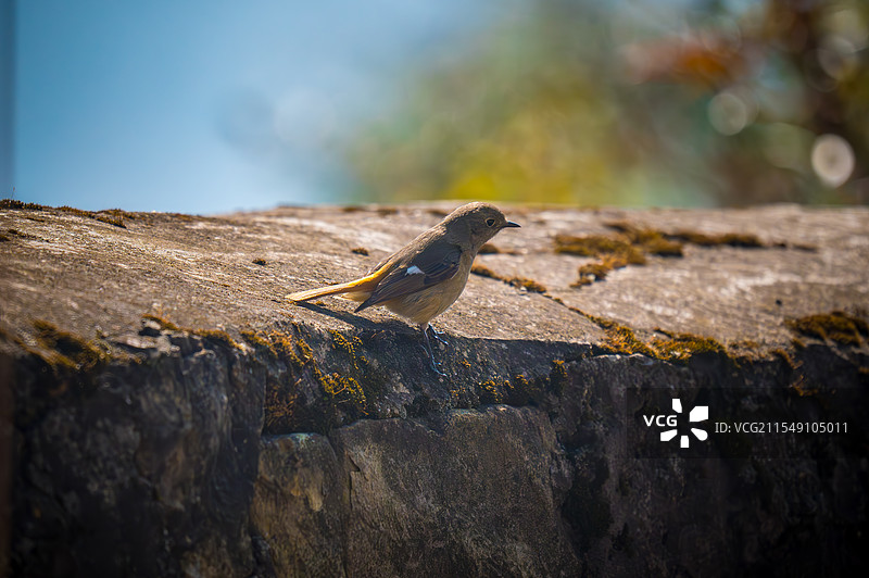 红尾鸲图片素材