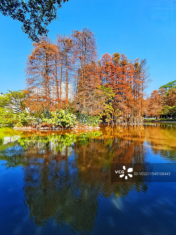 广州天河公园落羽杉图片素材