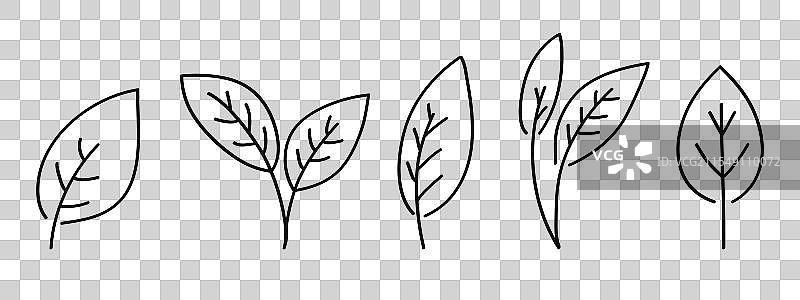 手绘线条植物叶子系列图片素材