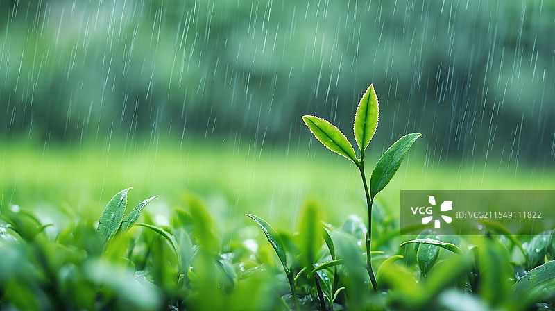 雨中的茶叶绿芽图片素材