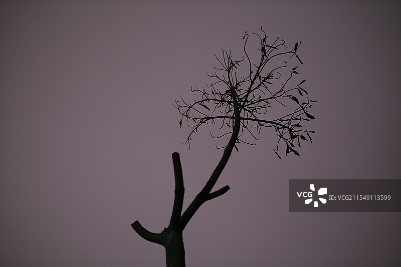 枯木绽放图片素材