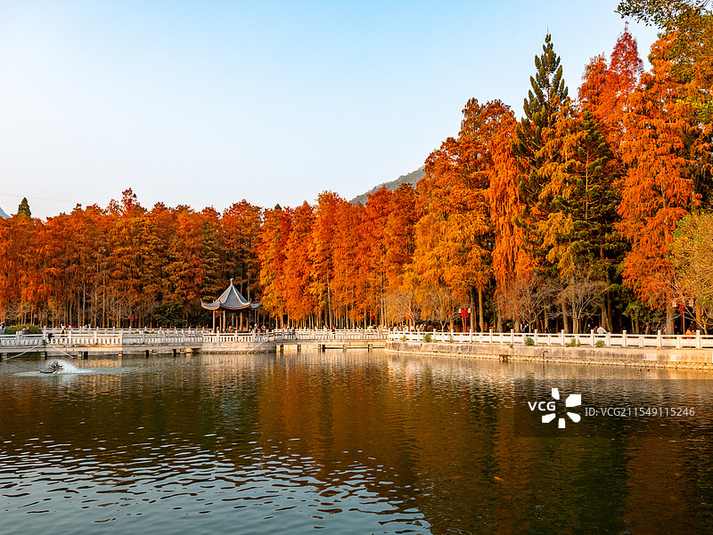 福州森林公园水杉林，湖畔倒影图片素材