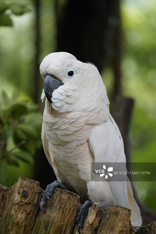 鹦鹉栖息在树枝上的特写镜头图片素材