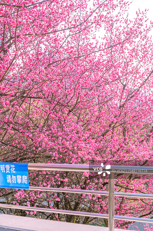 重庆金童路的梅花图片素材