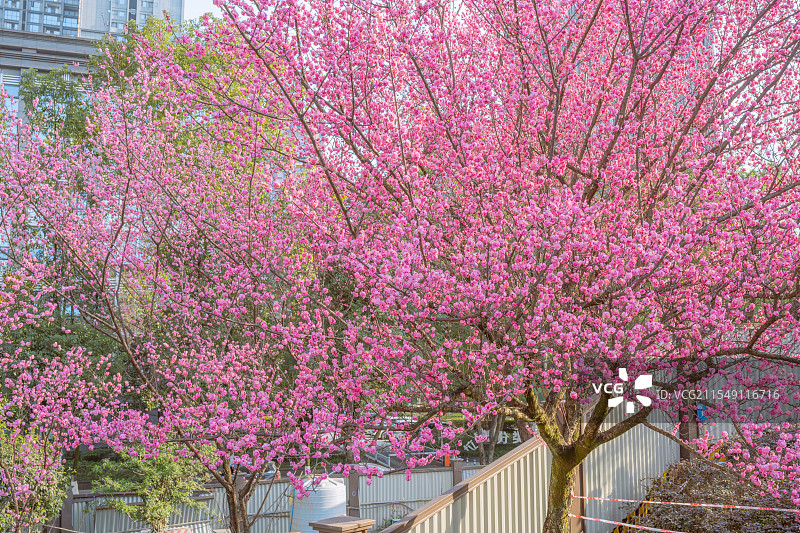 重庆金童路的梅花图片素材