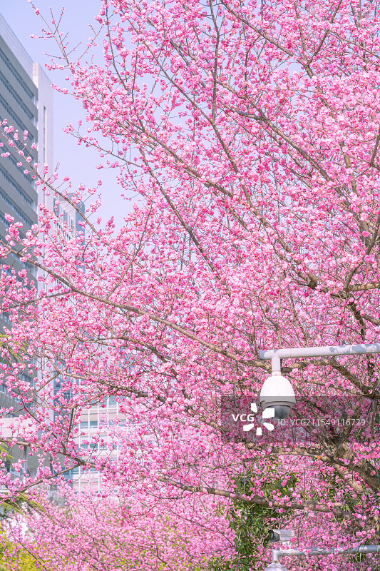 春天重庆金童路地铁站的梅花图片素材