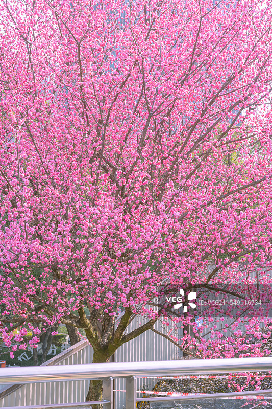 春天重庆金童路地铁站的梅花图片素材