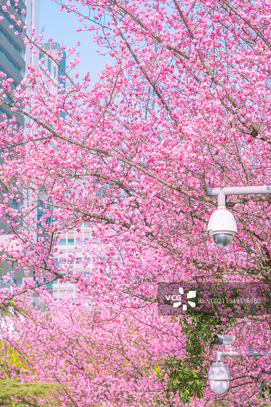 重庆金童路的梅花图片素材