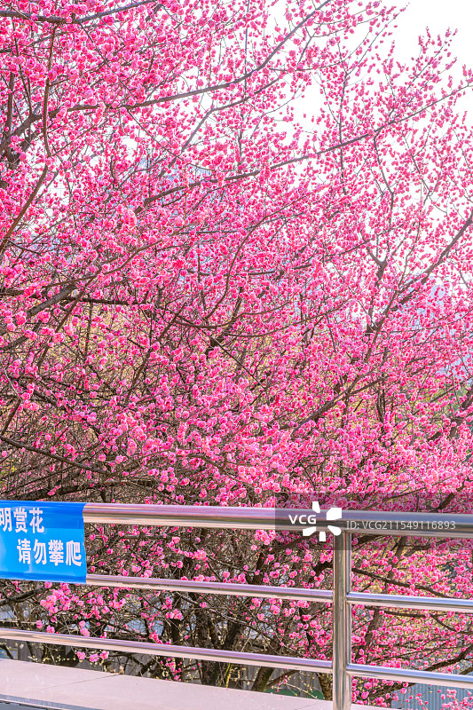 重庆金童路的梅花图片素材
