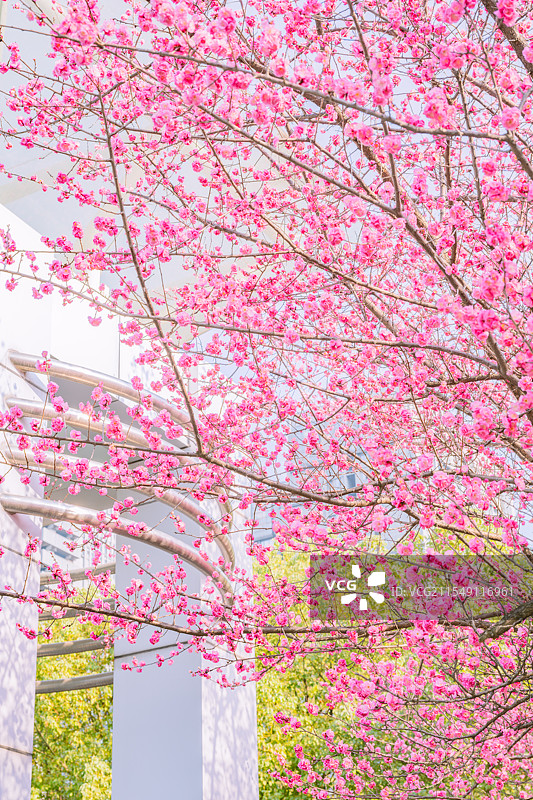 重庆金童路的梅花图片素材