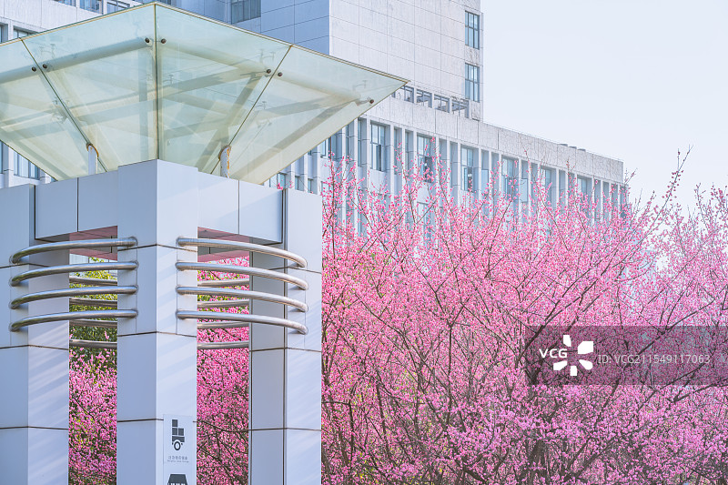 春天重庆金童路地铁站的梅花图片素材