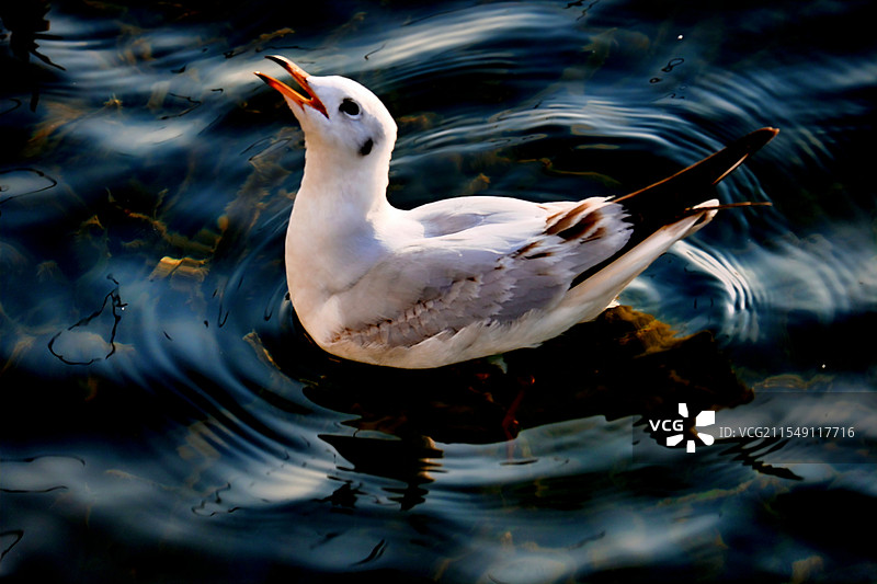 无锡蠡湖大桥公园海鸥图片素材
