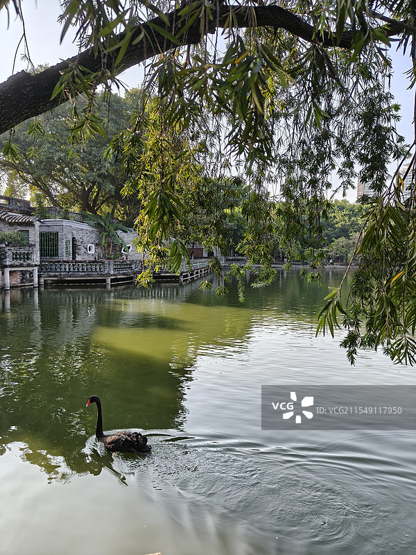 东莞可园湖心黑天鹅图片素材