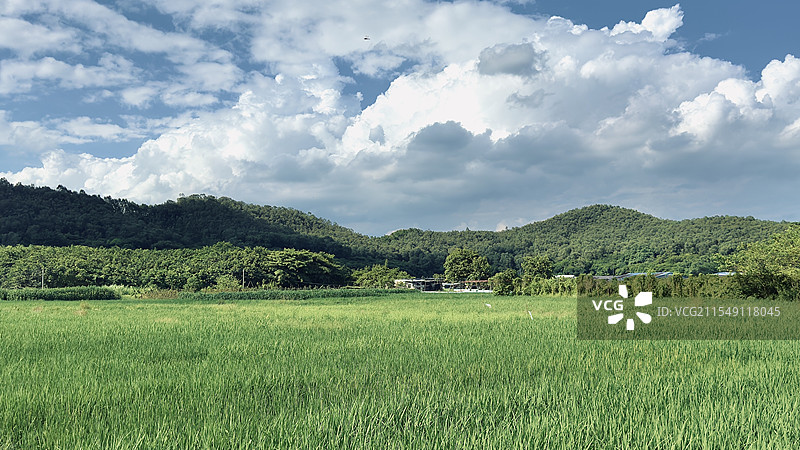 夏日田园图片素材