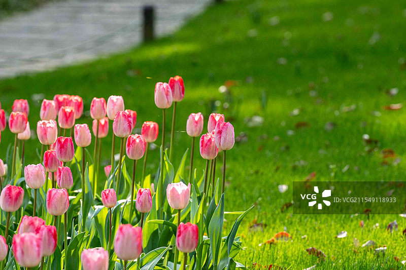 杭州太子湾的郁金香图片素材