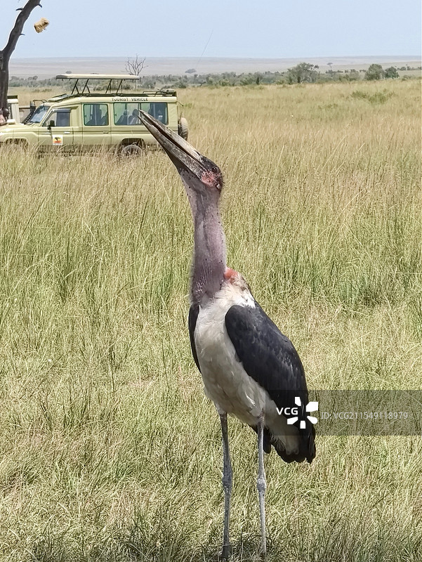 马赛马拉秃鹳正准备吃游客投喂的食物图片素材