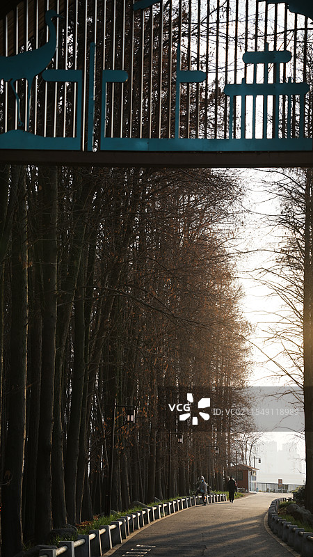 杭州青山湖红杉林图片素材