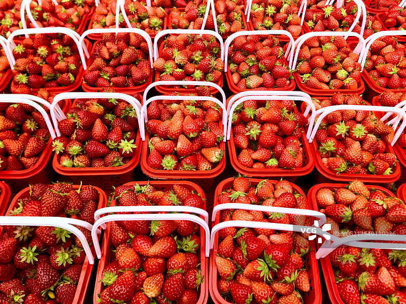 满屏大红草莓图片素材
